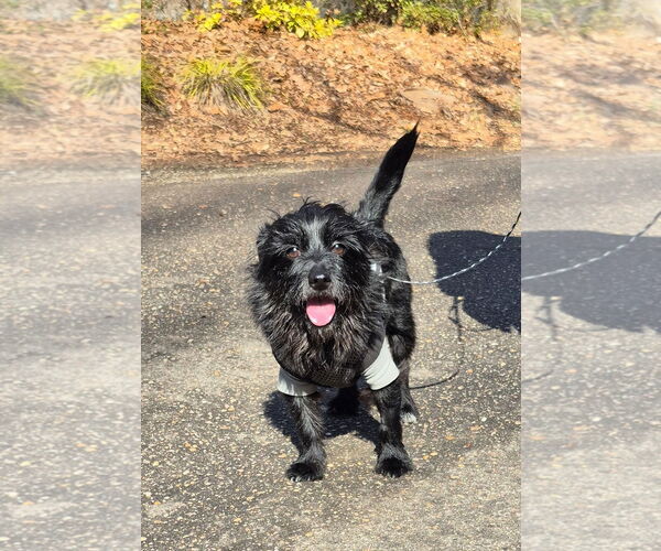 Medium Photo #2 Maltese-Unknown Mix Puppy For Sale in Cary, NC, USA