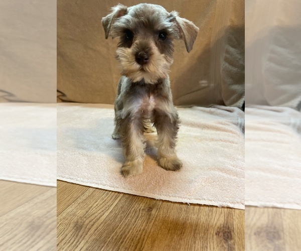 Medium Photo #11 Schnauzer (Miniature) Puppy For Sale in BAY MINETTE, AL, USA