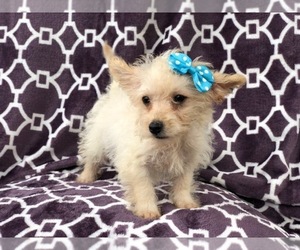 Morkie-Poodle (Miniature) Mix Puppy for sale in LAKELAND, FL, USA