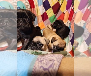 Pug Litter for sale in WHITTIER, NC, USA