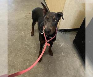 Doberman Pinscher Dogs for adoption in Camarillo, CA, USA
