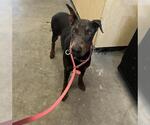 Small Doberman Pinscher