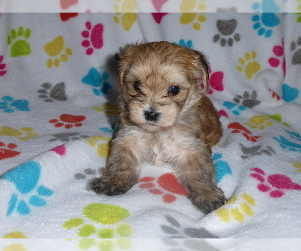 Medium Photo #10 Morkie Puppy For Sale in ORO VALLEY, AZ, USA
