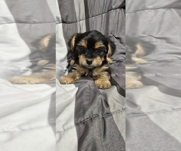 Medium Photo #9 Yorkshire Terrier Puppy For Sale in HUNTSVILLE, AL, USA