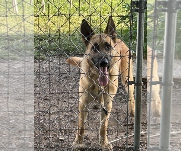 Medium Photo #4 German Shepherd Dog Puppy For Sale in JAY, OK, USA
