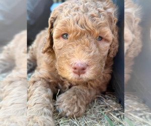Goldendoodle (Miniature) Puppy for sale in BREMEN, GA, USA