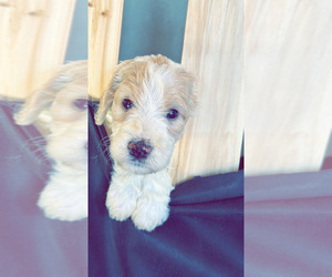 Goldendoodle Puppy for sale in SOUTHSIDE, AL, USA