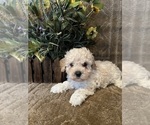 Small Photo #2 Maltese-Poodle (Toy) Mix Puppy For Sale in MONTGOMERY, AL, USA