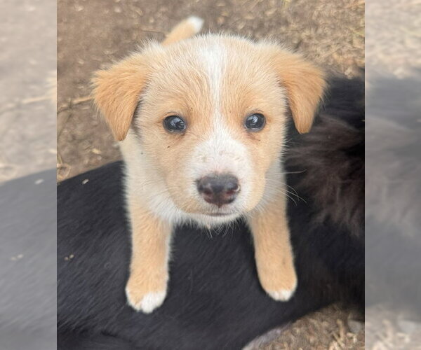 Medium Photo #6 Border Collie-Unknown Mix Puppy For Sale in Princeton, British Columbia, Canada