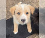 Small #5 Border Collie Mix