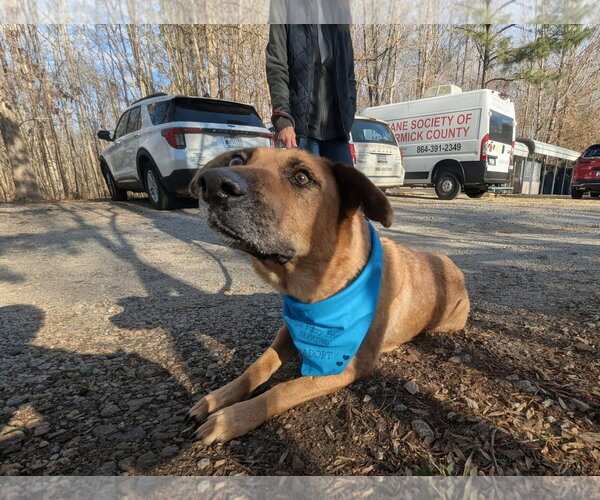 Medium Photo #2 German Shepherd Dog-Unknown Mix Puppy For Sale in McCormick, SC, USA