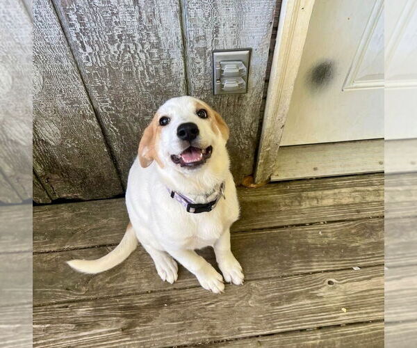 Medium Photo #9 Great Pyrenees-Unknown Mix Puppy For Sale in Mount Laurel, NJ, USA