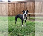 Small #2 Mutt