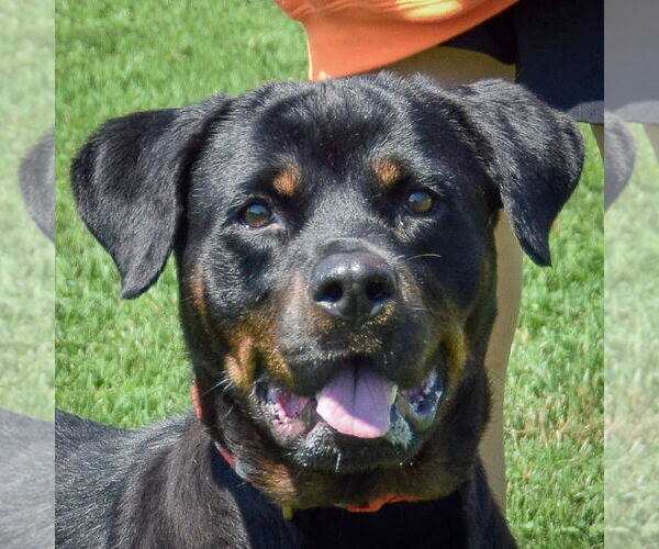 Medium Photo #1 Rottweiler Puppy For Sale in Huntley, IL, USA