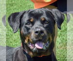Small Rottweiler