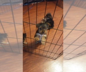 Yorkshire Terrier Puppy for sale in TULARE, CA, USA