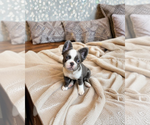 Small French Bulldog