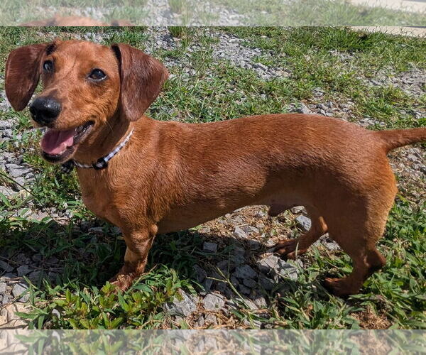Medium Photo #3 Dachshund Puppy For Sale in Shelbyville, TN, USA