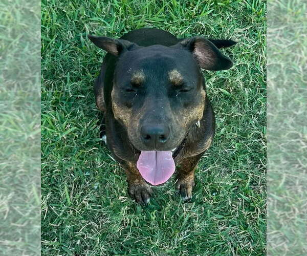 Medium Photo #8 Mutt Puppy For Sale in San Leon, TX, USA