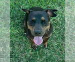Small #7 Mutt