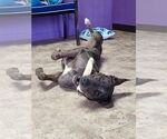Small #2 Great Dane Mix