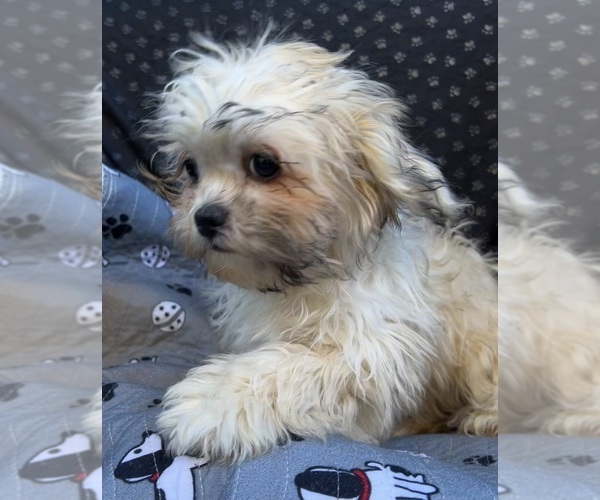 Medium Photo #1 Zuchon Puppy For Sale in RENO, NV, USA