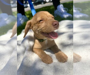 Linden - Male Mutt Dog for Adoption - Photo #3