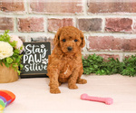 Small #3 Cavapoo (Miniature)