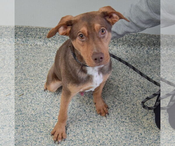 Medium Photo #5 Labrottie Puppy For Sale in Huntley, IL, USA