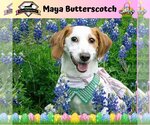 Small Photo #15 Basschshund Puppy For Sale in San Antonio, TX, USA
