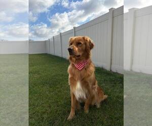 Father of the Golden Retriever puppies born on 07/13/2026