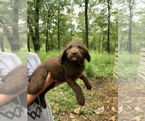 Labradoodle Puppy for sale in GARRISON, MO, USA
