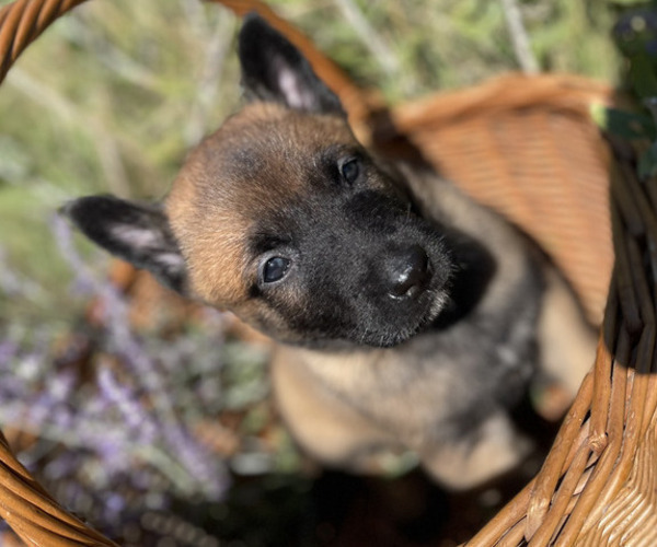 Medium Photo #8 Belgian Malinois Puppy For Sale in S CHARLESTON, WV, USA