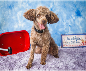Poodle (Toy) Puppy for sale in WAKARUSA, IN, USA