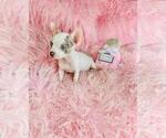 Small #30 Chihuahua