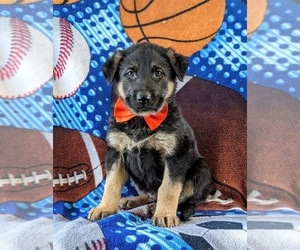 German Shepherd Dog Puppy for sale in LINCOLN UNIVERSITY, PA, USA