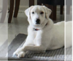 Small Photo #1 Great Pyrenees Puppy For Sale in Houston, TX, USA