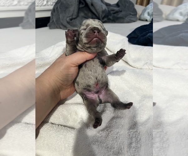 Medium Photo #8 French Bulldog Puppy For Sale in HAYWARD, CA, USA