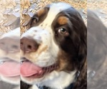 Small #9 English Springer Spaniel