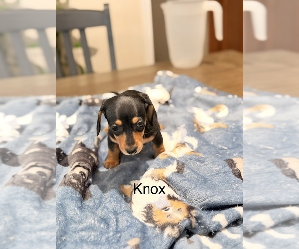 Medium Photo #11 Dachshund Puppy For Sale in CHIPPEWA FALLS, WI, USA