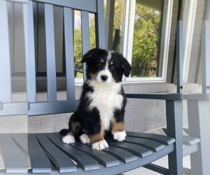Miniature Bernedoodle Dog for Adoption in FRANKLIN, Indiana USA