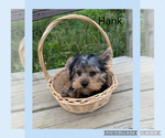 Small #5 Yorkshire Terrier