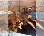Small #6 Bulldog Mix