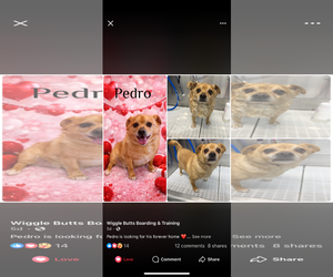 Chihuahua-Unknown Mix Dogs for adoption in Buffalo, MN, USA