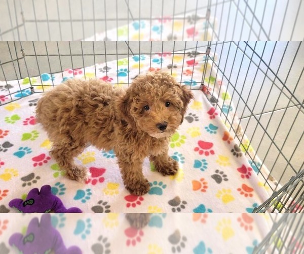 Medium Photo #14 Cock-A-Poo-Poodle (Miniature) Mix Puppy For Sale in ORO VALLEY, AZ, USA