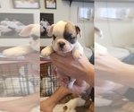 Small Photo #17 French Bulldog Puppy For Sale in CAPE CORAL, FL, USA