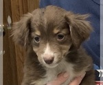 Small #1 Miniature Australian Shepherd