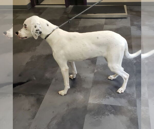 Medium Photo #3 Dalmatian-Pointer Mix Puppy For Sale in Batavia, OH, USA