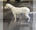 Small #2 Dalmatian-Pointer Mix