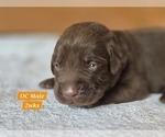 Small Photo #63 Labrador Retriever Puppy For Sale in EDGEWOOD, TX, USA